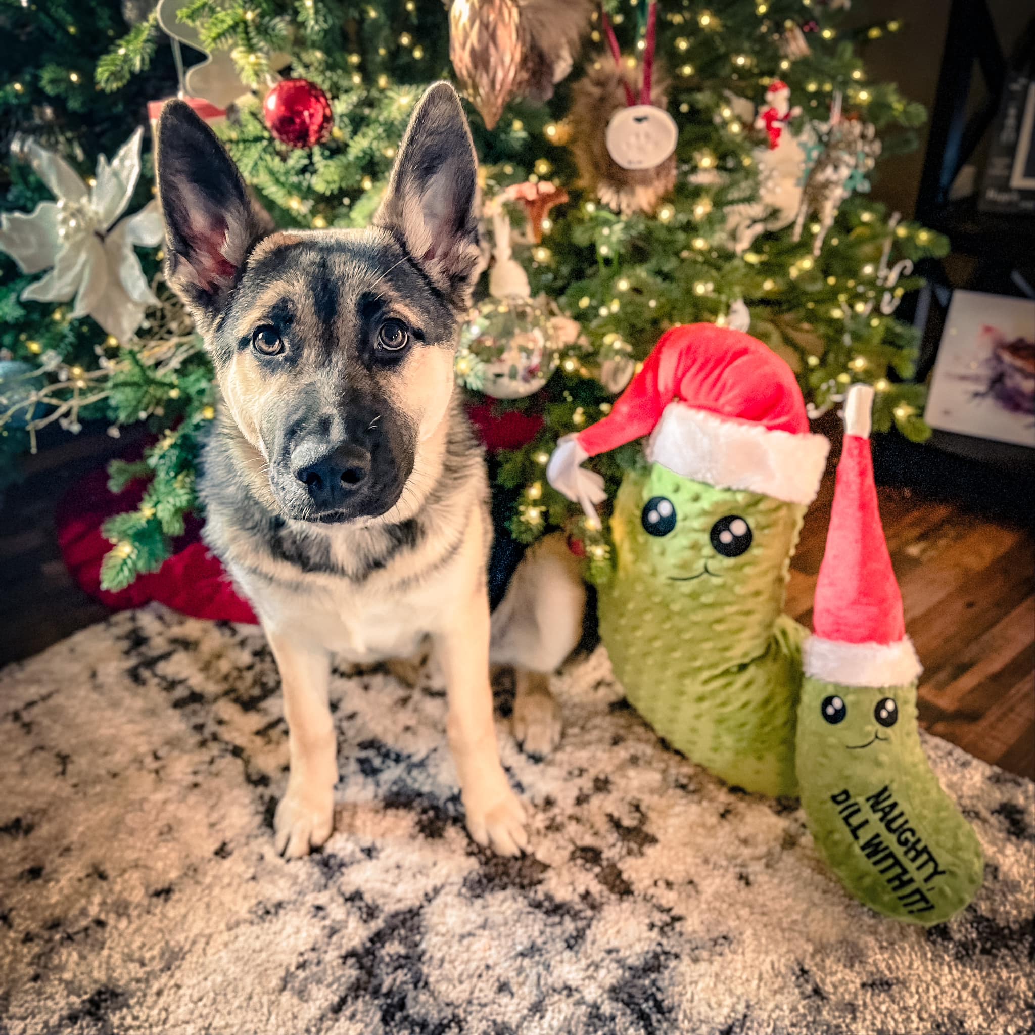 Picture of Gordon's dog Pickles next to two pickle stuffies.